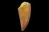 Serrated, Raptor Tooth - Real Dinosaur Tooth #94115-1